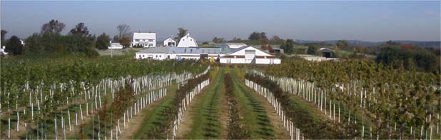 L&W Tree Farm  West Tisbury MA