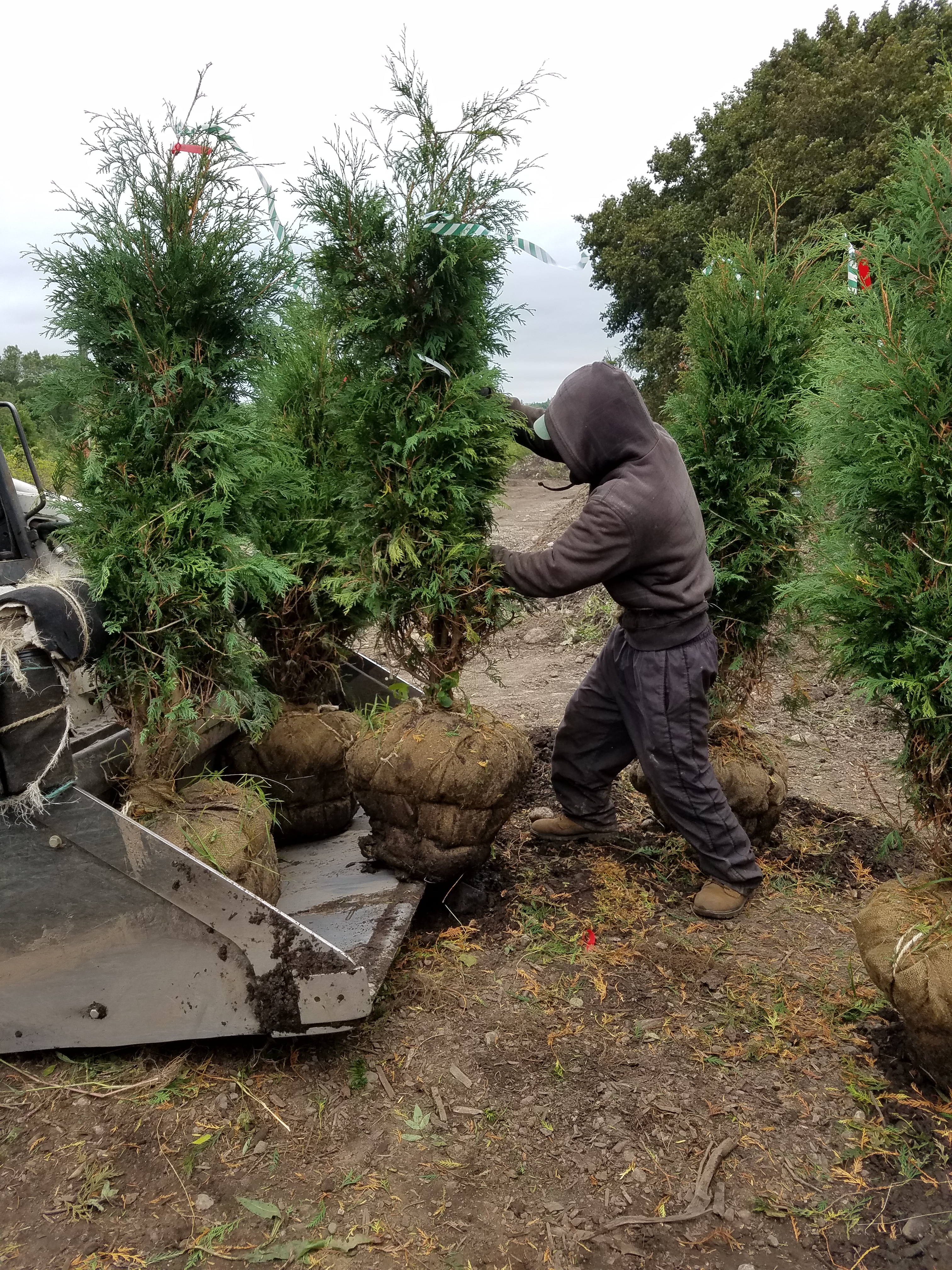 Fall is for Planting....... Bigelow Nurseries