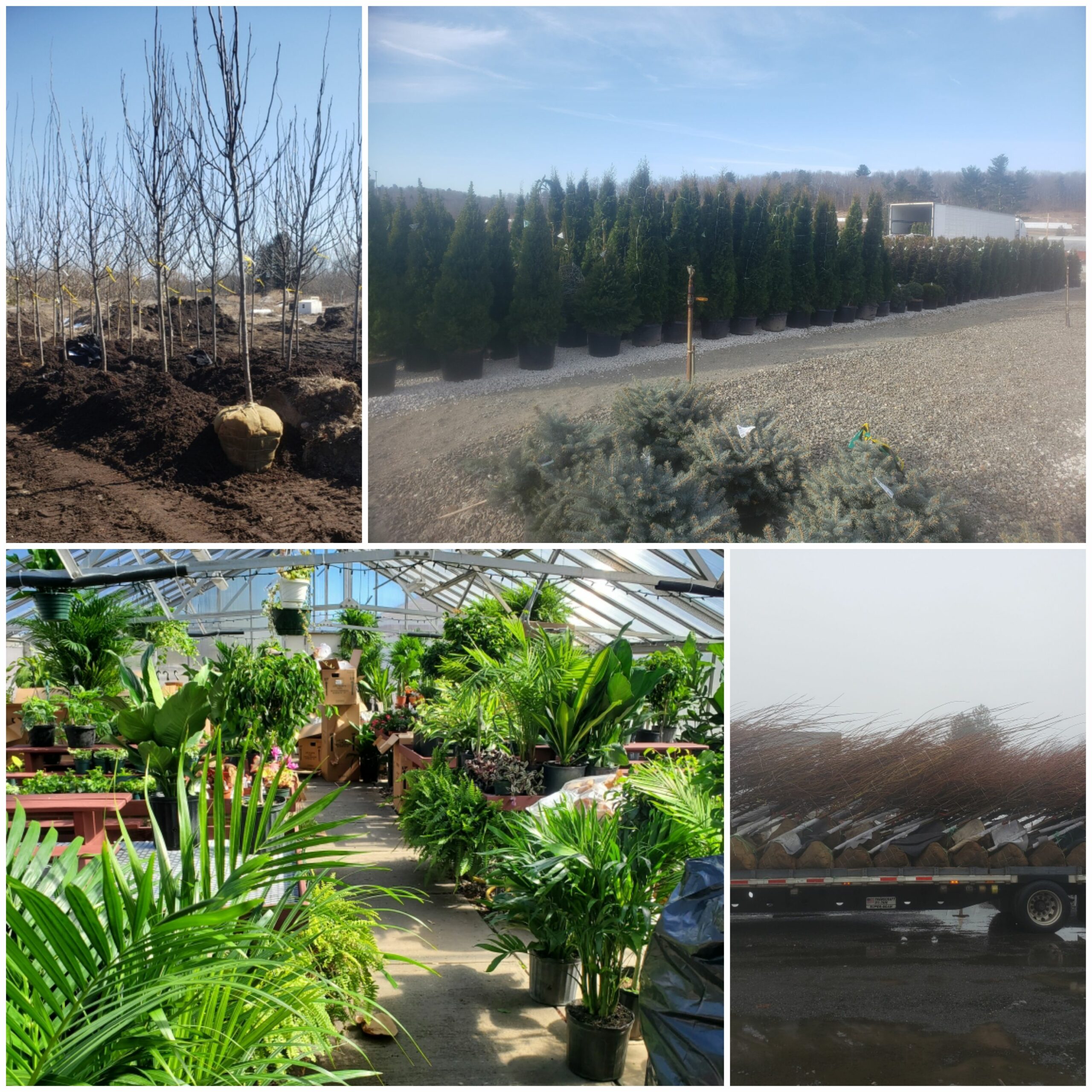 New Arrivals Bigelow Nurseries