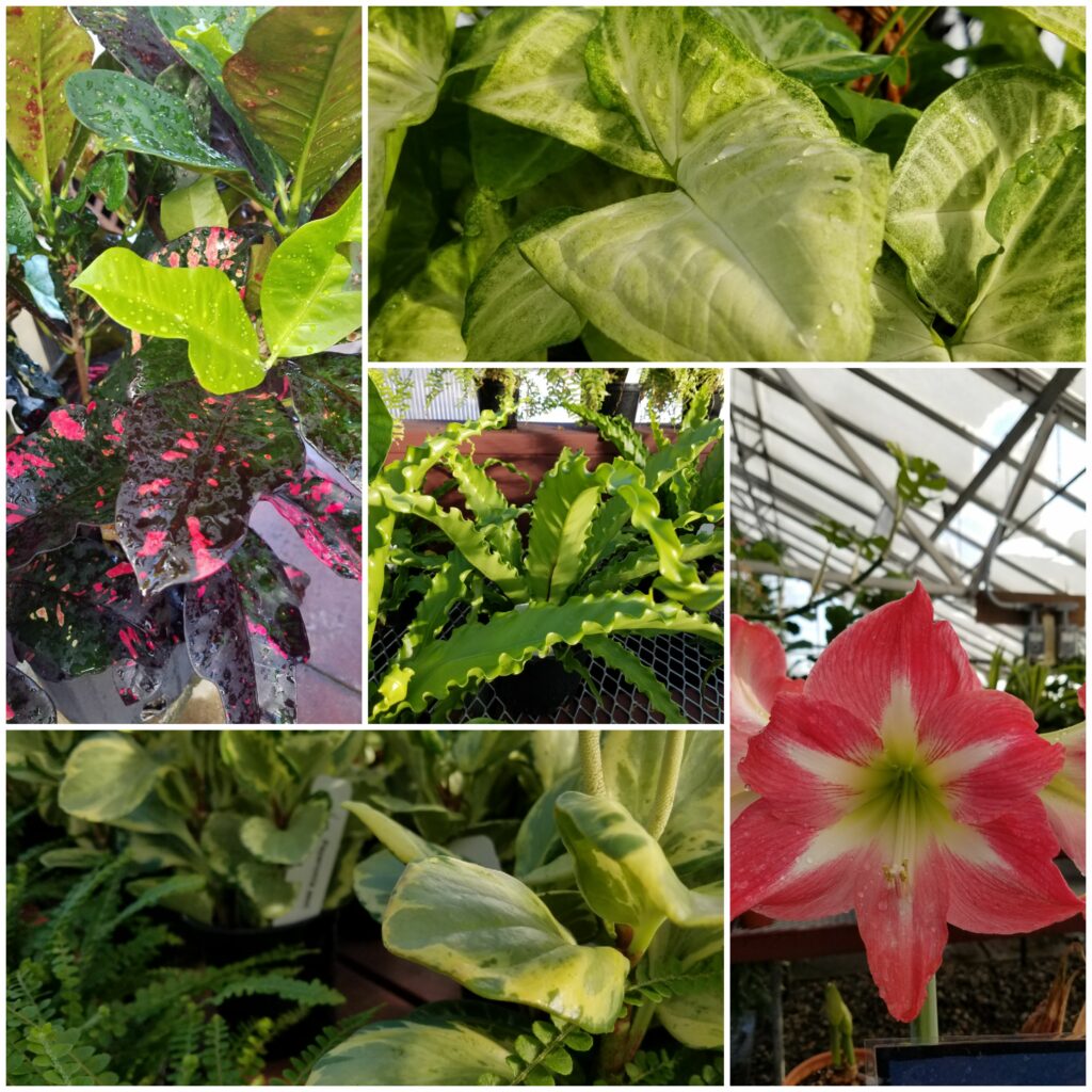 Bigelow Nursery and Garden Center Massachusetts